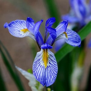 Heirloom Flower Seeds - Wild Blue Iris - Perennial Flower - Non GMO - Garden Pollinator Flowers - Save the Bees - Gardening