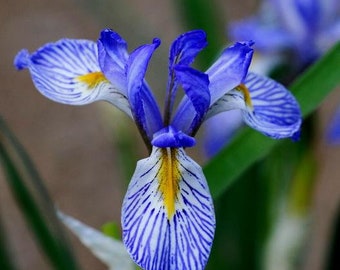 Heirloom Flower Seeds - Wild Blue Iris - Perennial Flower - Non GMO - Garden Pollinator Flowers - Save the Bees - Gardening