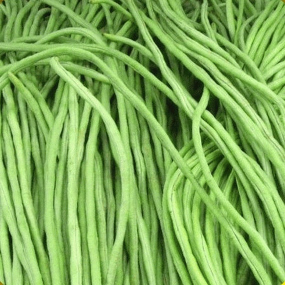 Seeds Light Green Yard long Asian Noodle Beans Heirloom Vegetable Seeds