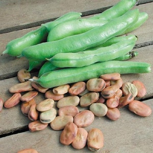 Heirloom Bean Seeds - Fava - Broad Windsor - NON GMO - Vegetable Gardening Grow Your Own Food