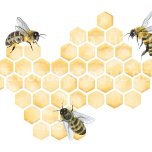 May include: Watercolor illustration of honeybees and a honeycomb. Three bees with black and yellow striped bodies and transparent wings are positioned around a yellow honeycomb. The honeycomb is made up of hexagonal cells, and the background is white.