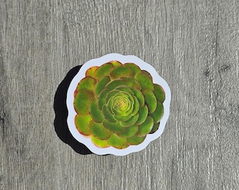 Fire Rosetta Succulent Sticker, Arizona Desert Sticker, Waterproof, Stay Hydrated Sticker, Easter gift, Mother's Day Gift