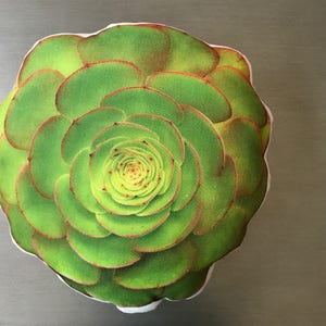 Rosetta Succulent Pillow, Easter gift, Desert Pillow, Succulent Decor, Nature Decor, Nature Photography, Wedding Decor, Mother's Day Gift image 6