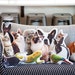 see more listings in the Custom Pet Pillows section