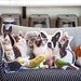 see more listings in the Cuscini per animali domestici personalizzati section