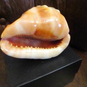 Large Sardonyx Conch Shell with Hand Carved Single Lady Cameo Gracious, Beautiful Cameo on Brown and Ivory Shell, Gift Box image 5