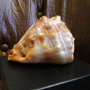 Large Sardonyx Conch Shell with Hand Carved Single Lady Cameo Gracious, Beautiful Cameo on Brown and Ivory Shell, Gift Box image 4