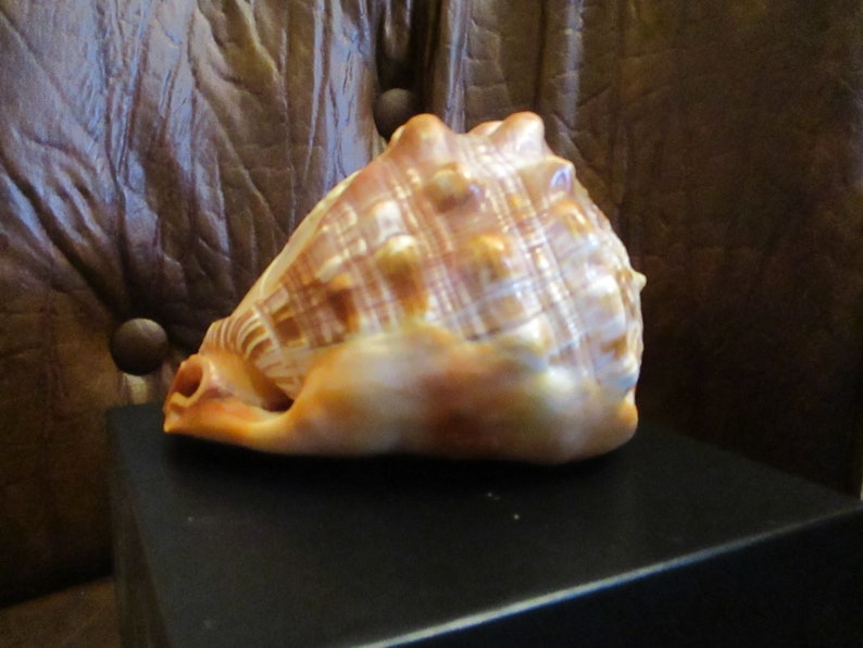Large Sardonyx Conch Shell with Hand Carved Single Lady Cameo Gracious, Beautiful Cameo on Brown and Ivory Shell, Gift Box image 4