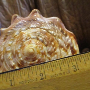 Large Sardonyx Conch Shell with Hand Carved Single Lady Cameo Gracious, Beautiful Cameo on Brown and Ivory Shell, Gift Box image 7