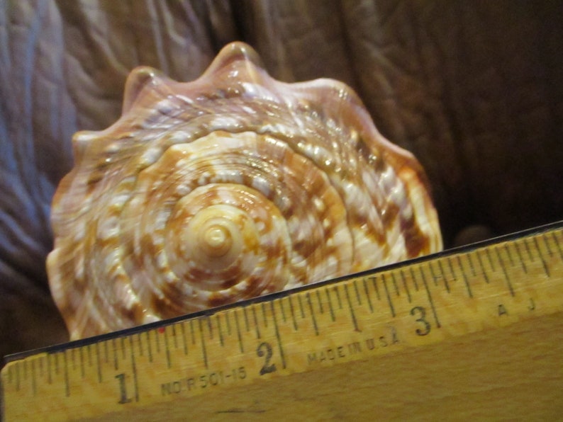 Large Sardonyx Conch Shell with Hand Carved Single Lady Cameo Gracious, Beautiful Cameo on Brown and Ivory Shell, Gift Box image 7