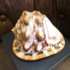 Large Sardonyx Conch Shell with Hand Carved Single Lady Cameo Gracious, Beautiful Cameo on Brown and Ivory Shell, Gift Box image 2