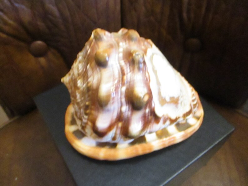 Large Sardonyx Conch Shell with Hand Carved Single Lady Cameo Gracious, Beautiful Cameo on Brown and Ivory Shell, Gift Box image 2