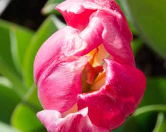 Pink flower | Tulip | Home Decor | Nursery | Photography Unframed | Color