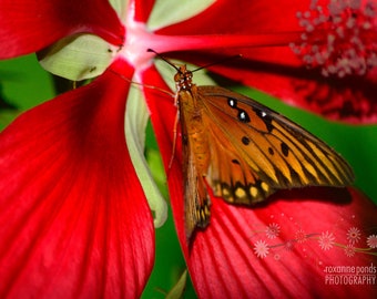 Butterfly | Red flower | Nature | Wall Art | Home Decor | Photography Unframed | Print