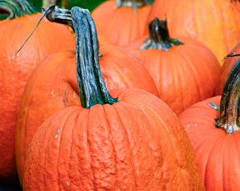 Pumpkin | Orange | Farmhouse | Fall | Autumn | Halloween | Vegetable | Photography Unframed | Garden