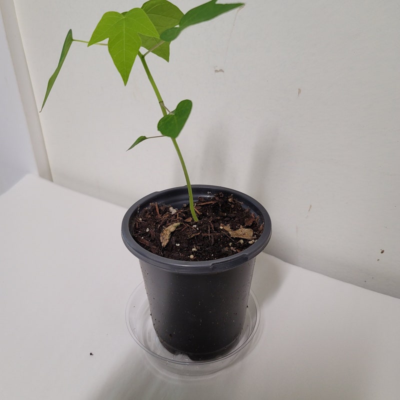 Large Papaya Seeds - Etsy - Page 2
