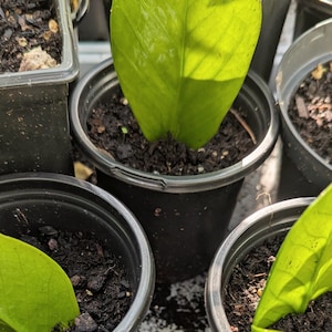 May include: Several small black plastic pots filled with dark soil, each containing a vibrant green leaf. The leaves are large, with prominent veins, and are positioned upright in the pots. The scene is lit by natural sunlight.