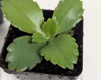 Mother of Thousands Plant: Kalanchoe Succulent in 4-inch Pot