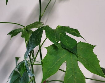 Spinach tree Chaya plant cuttings. Four unrooted cuttings well over 12 inches  tall.