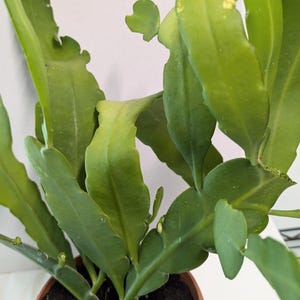 May include: A potted green cactus plant with long, thin leaves. The plant is in a brown terracotta pot with dark brown soil.