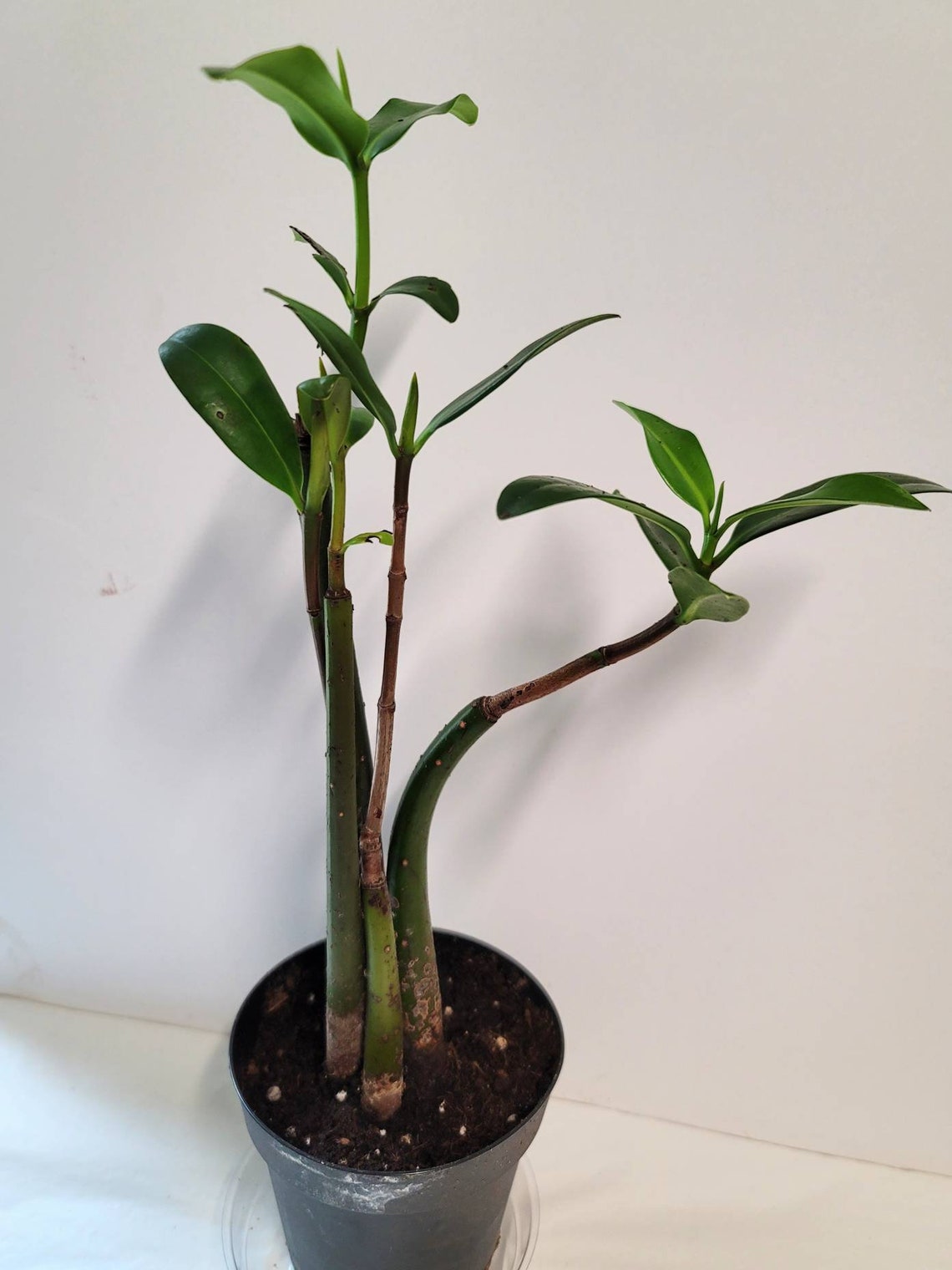 Three Live Mangrove Plants in a four inch pot for your Etsy