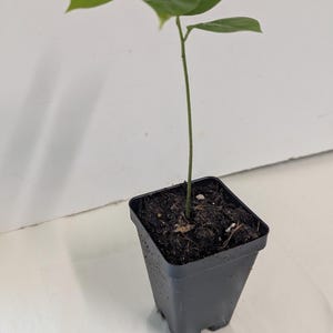 Organic Soursop Tree Seedling – Medicinal Fruit Tree Plant (2.5" Pot)