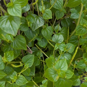 May include: A Peperomia pellanda plant featuring numerous small, heart-shaped, glossy green leaves and thin, upright, light green flower spikes. The plant is densely packed with foliage and stems, growing within a dark-colored circular container.