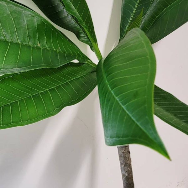 Yellow Plumeria Unrooted Cutting  with Plant Food & Guide.No CA orders, sorry.