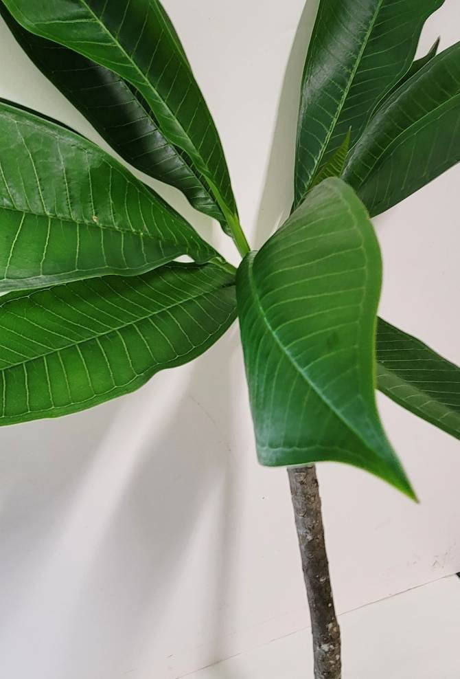 A yellow Plumeria cutting ready to grow with bright flowers. Plant food and planting guide included.