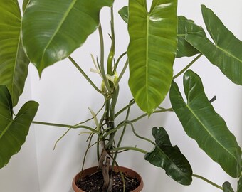May include: A potted plant with large, glossy green leaves. The plant is in a brown pot, sitting on a black saucer. The leaves have a prominent vein structure and a heart-like shape. The plant is against a white background.