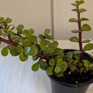May include: A potted jade plant with small, round, green leaves and reddish-brown stems. The plant is in a black plastic pot. The leaves are a vibrant green color, and the stems have a reddish hue.