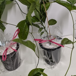 Organic Passion Fruit Vine Plant - 4 Inch Pot