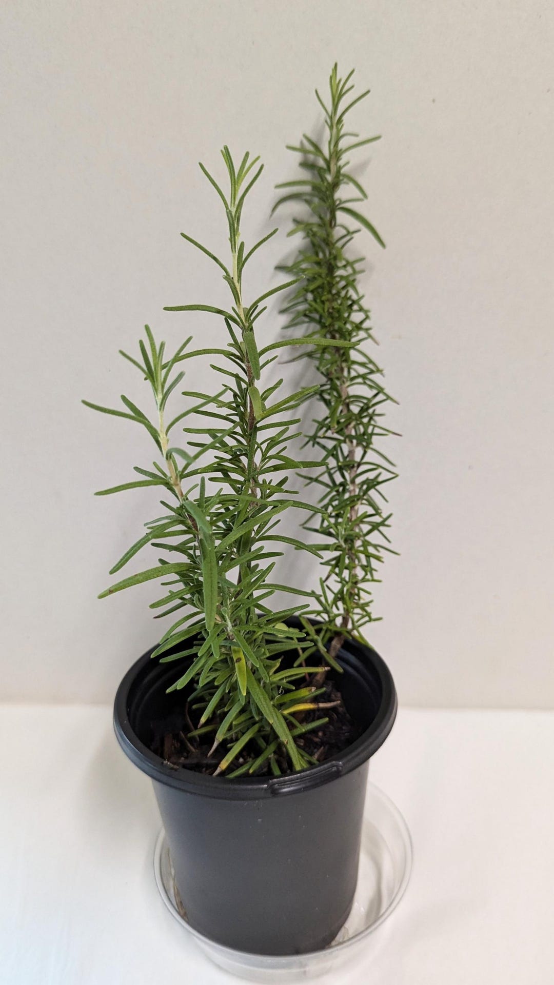 A Rosemary Plant Rosmarinus Officinalis In A Four Inch Pot With Care a-rosemary-plant-rosmarinus-officinalis-in-a-four-inch-pot-with-care