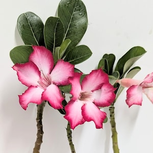 Desert Rose Cutting: Pink & White Flower - Ships Without Pot/Soil