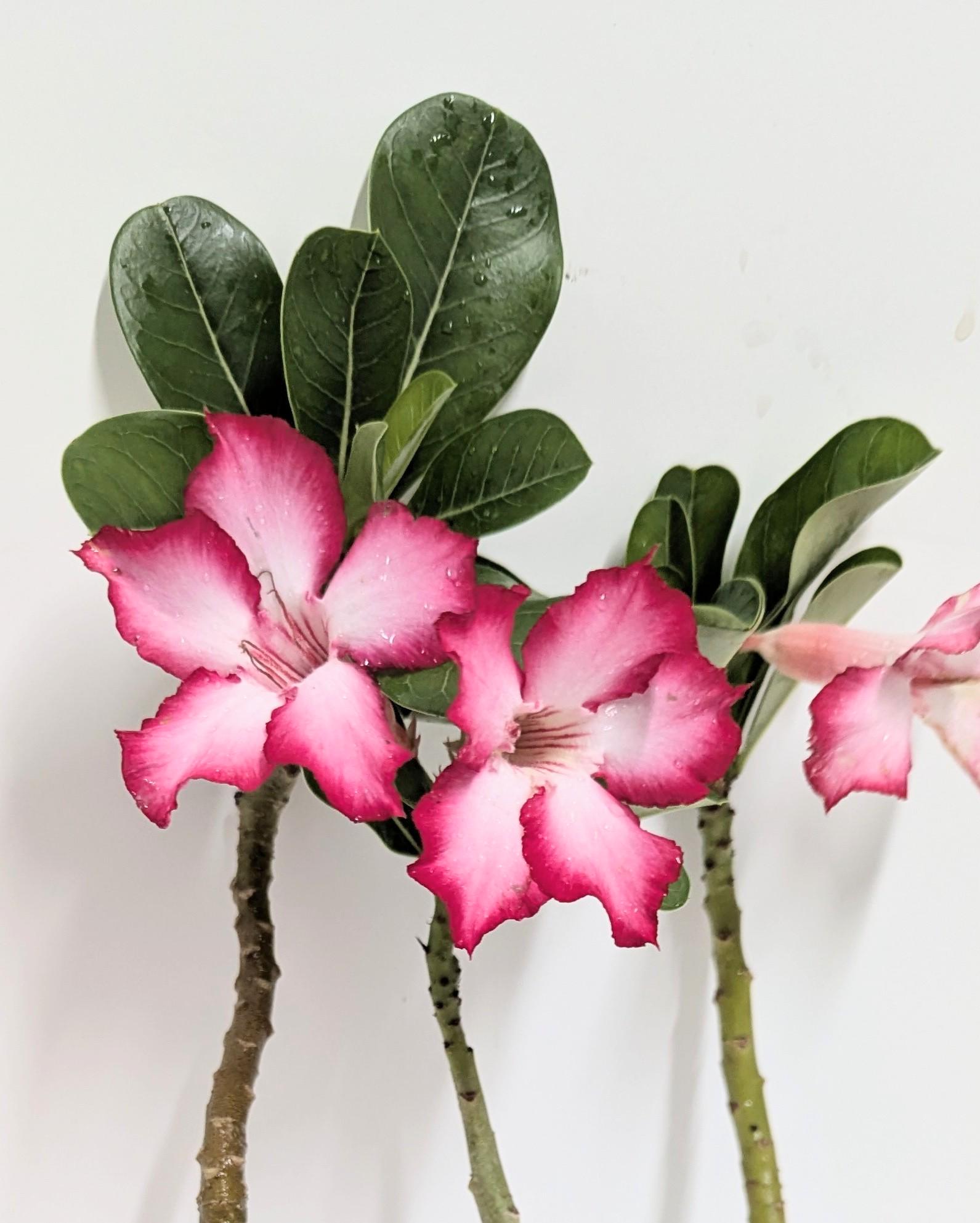 A single cutting Desert Rose bright pink and white flower. Ships no pot no soil. Sorry CA orders not permitted.