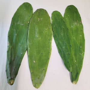 Big unrooted Nopal cactus cuttings.