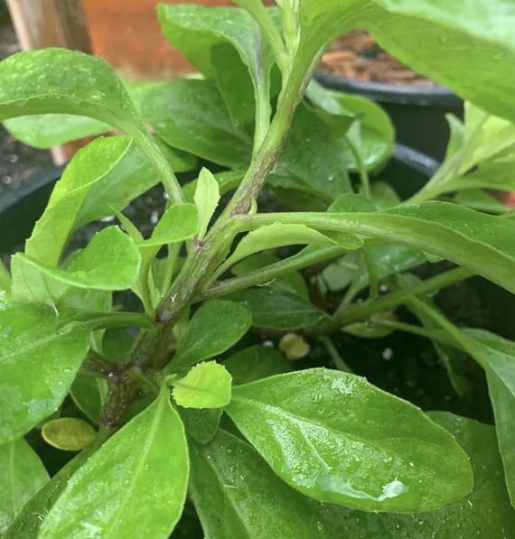 Rooted Longevity Spinach Plant Starter  Kitchen Garden Edible Green  (4-inch Pot)