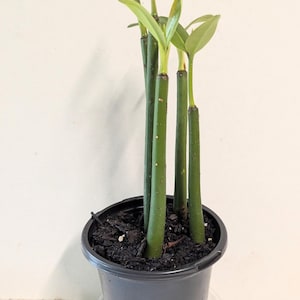 A set of five well-rooted Mangrove aquarium or terrarium plants in a four inch pot with care guide.