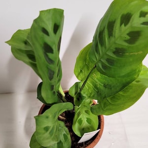An unrooted Cutting of the Prayer plant,  maranta leuconeura,with plant food and care notes.We can&#39;t ship to California.