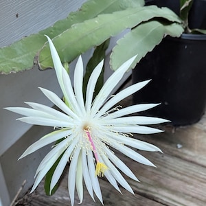 Cereus cactus plants with roots. Queen of the night Epiphyllum oxypetalum plants in  four inch pots with care guide and plant food.