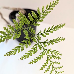 May include: A close-up of a green fern frond with small, round, green leaves. The frond is growing out of a black pot.