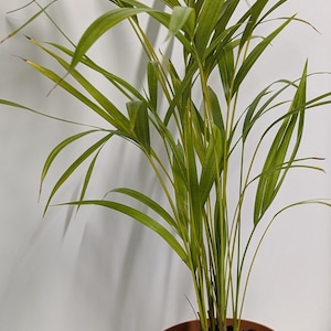 May include: A green potted plant with long, thin leaves in a terracotta pot. The plant is sitting on a white surface with a light blue cloth underneath.