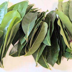 Leaves of an Organic Soursop tree from our own Organic  Garden. 4oz of freshly harvested leaves.