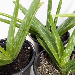 An Aloe vera Plant in a Four Inch Pot with Emeritus Gardens Plant food and our Easy Care Guide.