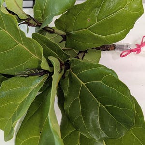 May include: Close-up of a Fiddle Leaf Fig plant cutting with large, vibrant green leaves. The leaves have prominent veins and a glossy texture. The stem is wrapped in plastic and secured with a pink tie, ready for propagation.