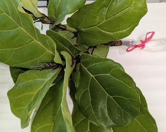 Rooted Fiddle Leaf Fig Tree Cutting, Easy-Care Houseplant