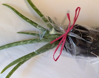 aloe vera duft Gertraud Gruber Aloe Vera Gel duftfrei | 24-Stunden-Pflege main image 0