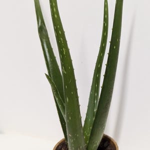 May include: A small potted aloe vera plant with green leaves and white spots. The plant is in a brown biodegradable pot with a clear plastic saucer.