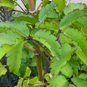 May include: A close-up of a green leafy plant with scalloped edges. The plant has a thick, brown stem and is growing in a garden.