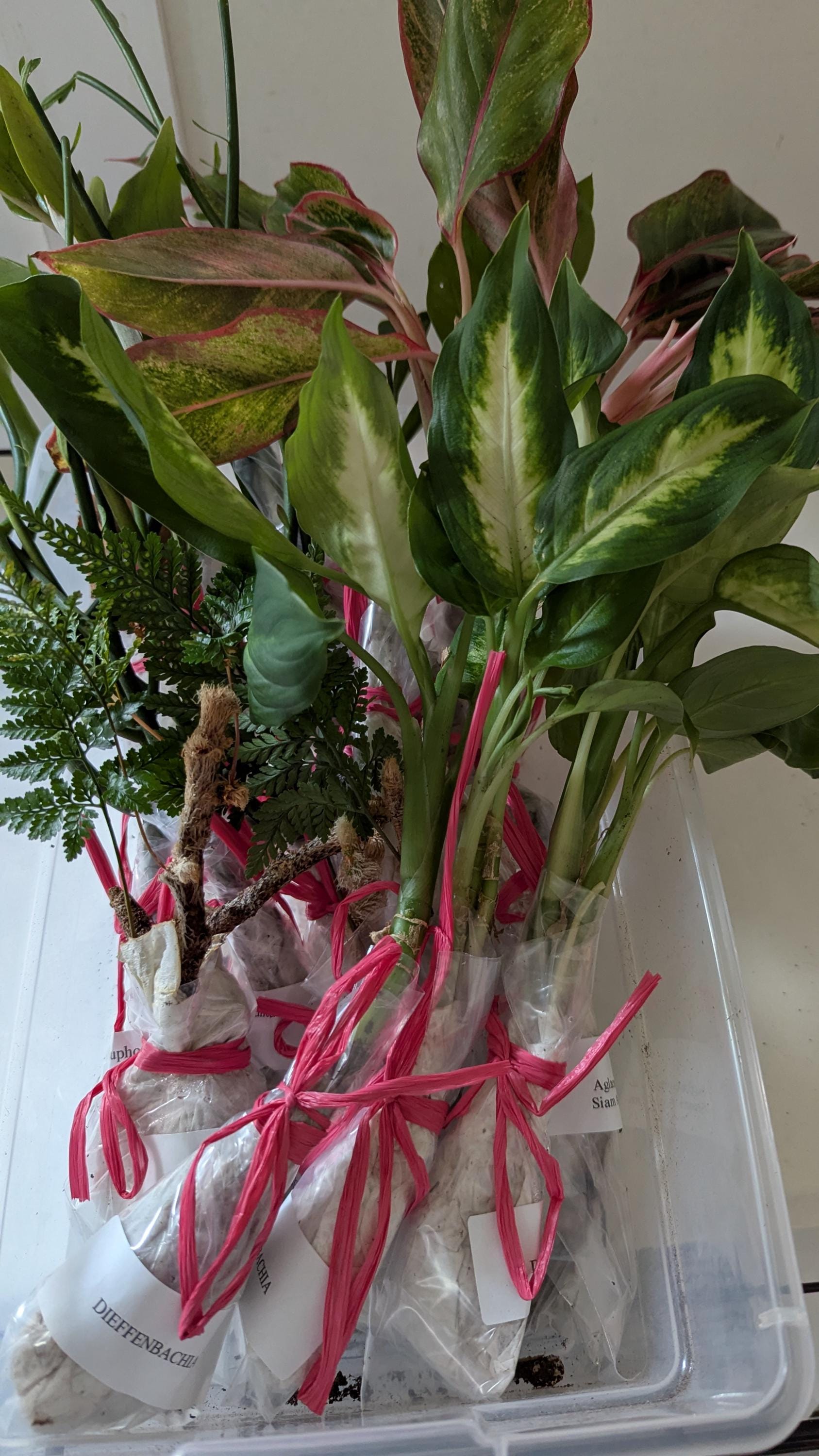 Cuttings sale.Houseplant collection of organic cuttings for your home.ZZ, Euphorbia, Dieffenbachia. Ferns,Aglaonema.No CA Shipping-sorry